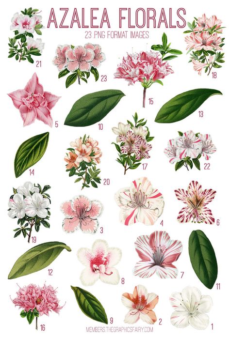 Azalea Florals Images Kit! Graphics Fairy Premium Membership. So many beautiful Vintage Flowers in this Bundle. Azealia Flower Tattoo, Azalea Line Drawing, Azelea Aesthetic Flower, Azalea Illustration, Azalea Watercolor, Azalea Drawing, Azalea Flower Tattoo, Azaleas Flower, Azalea Tattoo