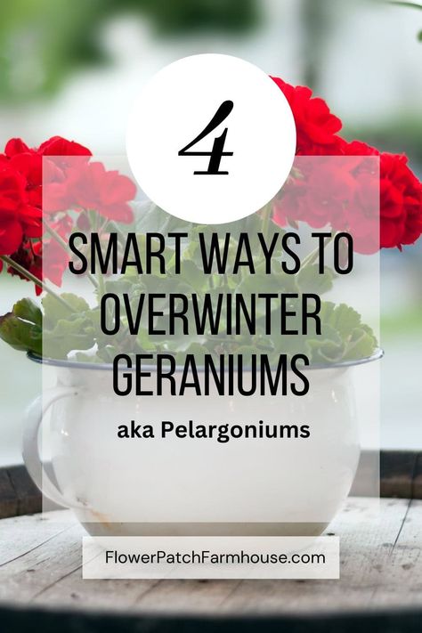 Easy ways to Overwinter Geraniums Indoor Geranium House Plants, Over Winter Geraniums, Bringing Geraniums Inside, How To Winterize Geraniums, How To Harvest Geranium Seeds, Wintering Geraniums Plants, How To Overwinter Geraniums, How To Propagate Geraniums, Over Wintering Geraniums