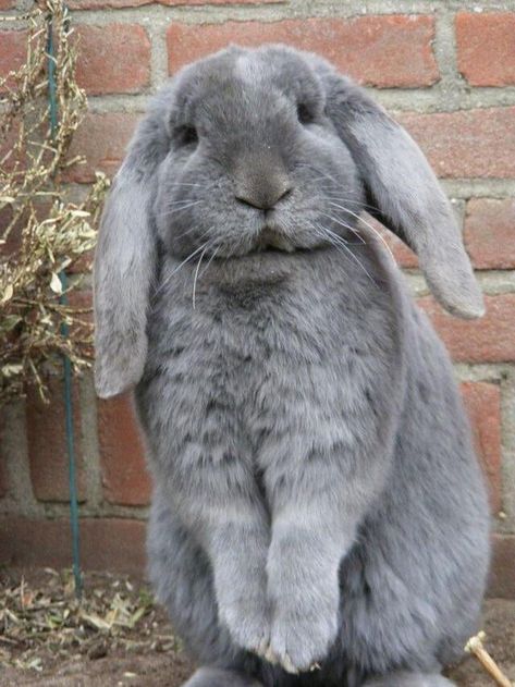 So cute he almost looks fake Flemish Giant Rabbit, Giant Rabbit, Flemish Giant, Funny Bunnies, Baby Bunnies, Hamsters, Cute Creatures, Sweet Animals