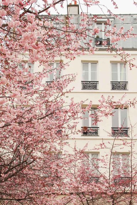 Frühling Wallpaper, Pastel Pink Wallpaper, Pink Wallpaper Backgrounds, Paris Travel Guide, Paris Aesthetic, Pastel Pink Aesthetic, Rose Rouge, Pink Spring, Spring Aesthetic