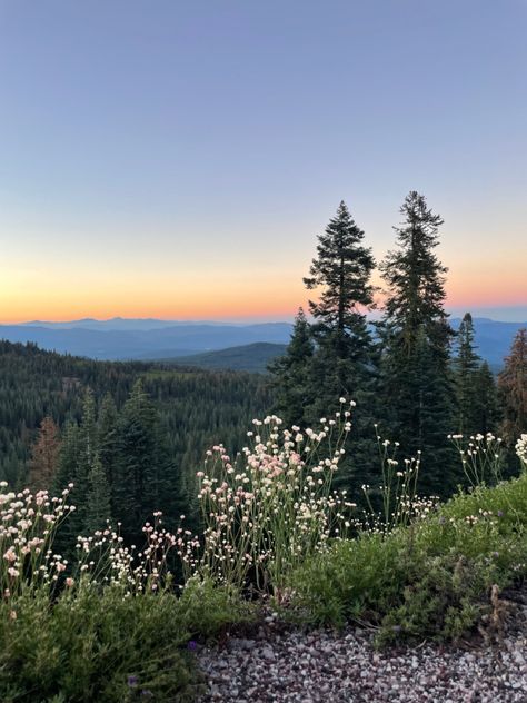 Forest Sunrise Aesthetic, Wild Aesthetic Nature, Summer Forest Aesthetic, Forest Wildflowers, Wildflowers Aesthetic, English Landscape, Sunrise Mountain, In The Beginning God, Evergreen Forest