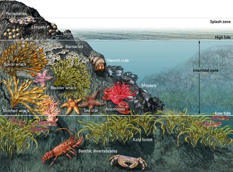 Pool Sketch, Ocean Food Web, Pool Illustration, Oceanography Marine Biology, Ocean Food, Ocean Ecosystem, Earth Projects, Forest Ecosystem, Underwater Images