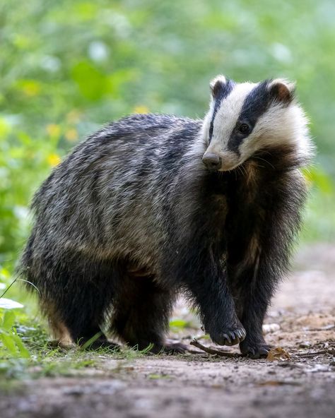 Wild Forest Animals, Pretty Animal Photography, British Wildlife Photography, Badger Fursona, Wild Cats Photography, Badger Reference, English Badger, Badger Aesthetic, Racoon Pictures