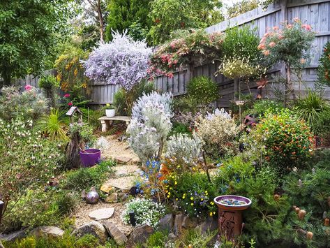 10 tips for a tranquil garden - Australian Native Plants Society (Australia) Tranquil Courtyard Garden, Small Native Garden Australia, Modern Native Garden Australia, Australian Native Rockery Garden, Rural Gardens Australia, Australian Native Courtyard Garden, Front Garden Australia, Native Cottage Garden Australian, Small Courtyard Gardens Australia