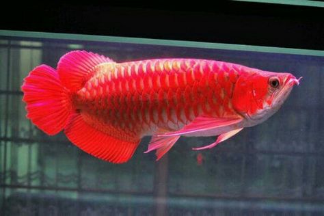 Arwana Super Red, Arowana Fish Tank, Arwana Fish, Red Arowana, Arowana Fish, Fish Photos, Dragon Fish, Giant Fish, Air Tawar