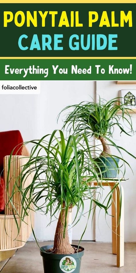 "Ponytail Palm Care, Indoor Plant Care, Succulent Care, Houseplant Care, 
Plant Watering Tips, Plant Sunlight Requirements, Plant Soil pH, Plant 
Pruning Techniques, Plant Propagation Methods, Plant Pest Control" Indoor Plants Pet Friendly, Ponytail Plant, Ponytail Palm Care, Palm Plant Care, Ponytail Palm Tree, Beaucarnea Recurvata, Indoor Cactus Plants, Ponytail Palm, Plant Parent