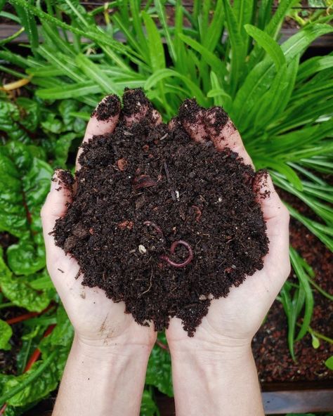 How to Fill a Raised Garden Bed: Build the Perfect Organic Soil ~ Homestead and Chill Fill A Raised Garden Bed, Composting 101, Building Raised Garden Beds, Building A Raised Garden, Composting At Home, Compost Tea, Worm Composting, Organic Soil, Home Vegetable Garden