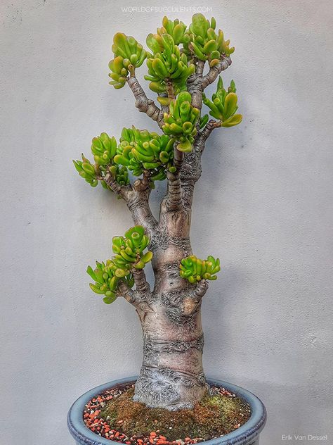 Crassula Gollum, Plant Pot Ideas, Gollum Jade, Tree With Branches, Jade Bonsai, Jade Tree, Bonsai Tree Types, Plant Installation, Succulent Bonsai