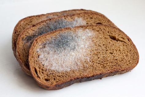 Slices of black bread, covered with mold... | Premium Photo #Freepik #photo #food #bread #wheat #old Mold Toxicity, Stomach Rumbling, Mold Illness, Rotten Food, Black Bread, Ham Sandwich, Tuna Noodle, Tuna Noodle Casserole, Home Pregnancy Test