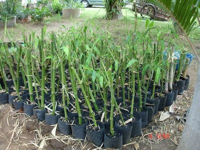 Propagating Bamboo, Bamboo Growing, Japanese Garden Plants, Bamboo Landscape, Moving To A New Home, Clumping Bamboo, Bamboo Seeds, Grow Garden, Bamboo Diy