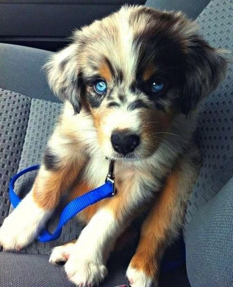 22 Rare Unique Cross-Breed Dogs That Are The Cutest Dogs Ever - cute dogs puppies rarebreeds #Dogs Mixed Breed Puppies, Smartest Dog Breeds, Dog Crossbreeds, Golden Retriever Mix, Aussie Puppies, Cutest Dog Ever, Aussie Dogs, Super Cute Puppies