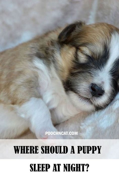 Where Should a Puppy Sleep at Night? Sleeping Puppies, Pet Care Tips, Puppy Care, Sleeping Dogs, The Arrival, A Puppy, All About Cats, Dog Care, First Night