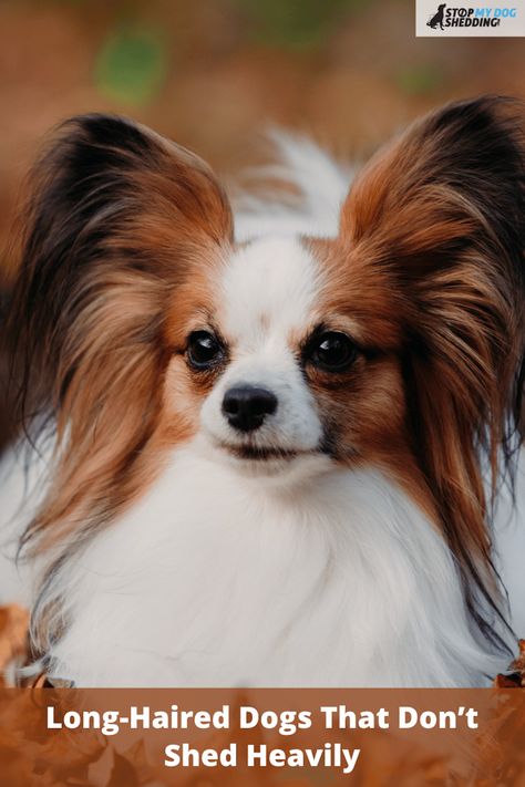 8 Beautiful Long-Haired Dog Breeds That Don’t Shed Heavily via @2c311aa8fcf22a4068523018830918 Dog With Long Hair, Long Haired Dog Breeds, Low Shedding Dogs, Briard Dog, Dog Breeds That Dont Shed, Spanish Water Dog, Long Haired Dogs, Dead Hair, Puppy Cut