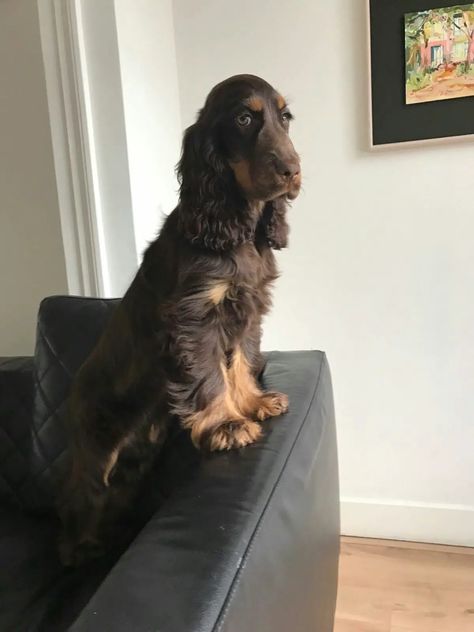 12 Of The Worst Things About Having A Cocker Spaniel - The Paws Chocolate English Cocker Spaniel, Cocker Spaniel Chocolate, Chocolate Cocker Spaniel, Show Cocker Spaniel, Perro Cocker Spaniel, Field Spaniel, Black Cocker Spaniel, Huge Dogs, American Cocker Spaniel