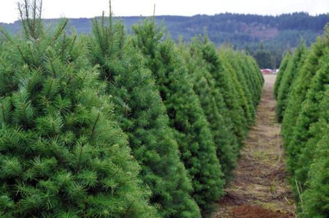 Christmas Tree Farm Business, Starting A Christmas Tree Farm, Planting Christmas Trees, Growing Christmas Trees, How To Start A Christmas Tree Farm, How To Start A Pumpkin Patch Business, Starting A Pumpkin Patch Business, Tree Farm Ideas, Real Xmas Trees