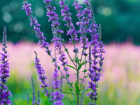 Hyssop has amazing benefits including relieving respiratory conditions, eliminating parasites, increasing circulation, & treating muscle pain & inflammation. Read more! Uncrossing Oil, Herbal Grimoire, Garden Line, Aromatic Plant, Lavender Plant, Flower Spike, How To Attract Hummingbirds, Herbaceous Perennials, Low Maintenance Plants