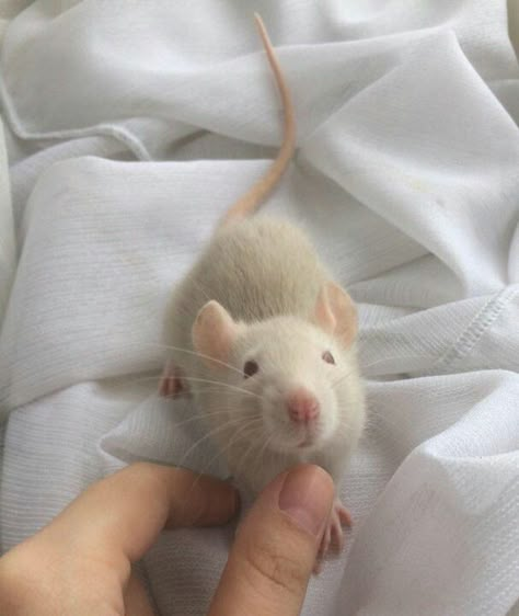 Cute Rat Aesthetic, Baby Rats, Rats And Mice, Fancy Rat, Funny Rats, Pet Rat, Critters 3, Cute Rats, Mouse Rat