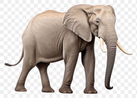 Forest Elephant, African Forest, Elephant African, African Forest Elephant, Animal Body Parts, Girls Cartoon, African Elephant, Wildlife Animals, Girls Cartoon Art