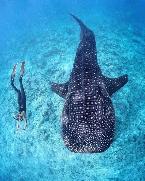 Happy international Whaleshark day everyone 🐋 looking at these magnificent beings will never get old. • credit to @thisispontus •… Swimming With Whale Sharks, Whale Sharks, Underwater Creatures, Underwater Photos, A Whale, The Whale, Shark Week, Whale Shark, Ocean Creatures