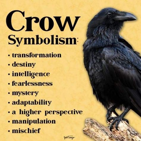 Spiritual Bird Meanings, Crows Meaning Symbols, One Crow Meaning, 3 Crows Tattoo, Crow Meaning Spirit Animal, Raven Meaning Spiritual, Spiritual Meaning Of Crows, Crow Symbolism Meaning, Crow Witchcraft