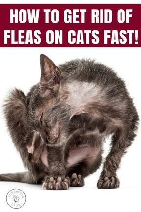 Fleas On Kittens, Fleas On Cats, Homemade Flea Spray, Flea Spray For Cats, Kittens Care, Home Remedies For Fleas, Get Rid Of Fleas, Killing Fleas, Flea Remedies