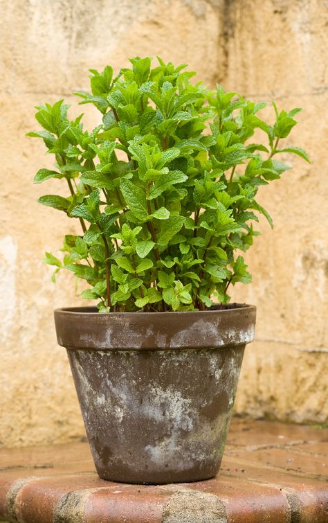 How to Grow Mint Without It Taking Over Your Whole Garden Herb Garden Tips, Herb Garden Outdoor, Growing Cilantro, Herb Garden Ideas, Growing Mint, Mint Plants, Garden Wallpaper, Aromatic Plant, Culinary Herbs