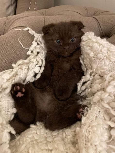 Chocolate Cat Aesthetic, All Brown Cat, Brown Cat With Brown Eyes, Brown Fluffy Cat, Brown Scottish Fold, Chocolate Brown Cat, Brown Cat Aesthetic, Dark Brown Cat, Chocolate Cats