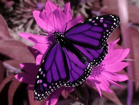 Butterfly Dresses, Butterfly Purple, Beautiful Butterfly Pictures, Butterfly Species, Beautiful Butterflies Art, Butterfly Pictures, Fields Photography, All Things Purple, Cute Butterfly