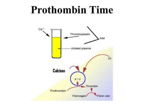 Prothrombin time to test for the extrinsic pathway Prothrombin Time, Pie Chart, Map