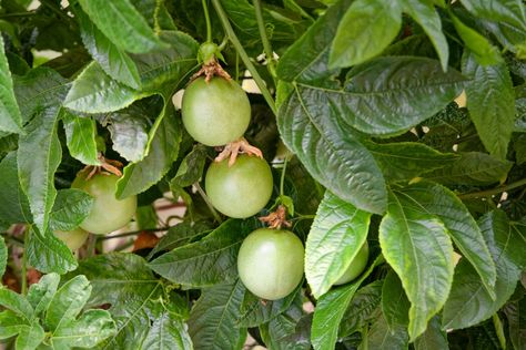 How to Grow and Prune Passionfruit Vines for Maximum Fruiting – Deep Green Permaculture How To Deadhead Roses, Passionfruit Vine, Planting Table, Passion Fruit Plant, Grape Vine Trellis, Deadheading Roses, Floribunda Roses, Growing Fruit Trees, Tree Pruning