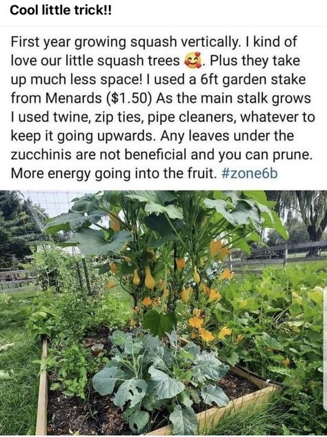 Growing Squash, Plants Growing, Garden Veggies, Veg Garden, Home Vegetable Garden, Garden Yard Ideas, Food Garden, Veggie Garden, Garden Stakes