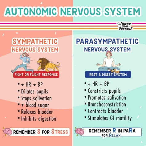 Pharmacology Autonomic Nervous System, Sympathetic And Parasympathetic Nervous System, Autonomic Nervous System Notes, Para Sympathetic Nervous System, Sympathetic Vs Parasympathetic, Sympathetic And Parasympathetic, Pharmacy School Study, Nursing School Studying Cheat Sheets, Nervous System Anatomy