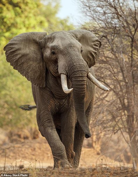 African Forest Elephant, African Bush Elephant, Elephant Photography, Elephant Wallpaper, Elephant Pictures, Elephants Photos, Wild Animals Pictures, Elephant Drawing, Save The Elephants