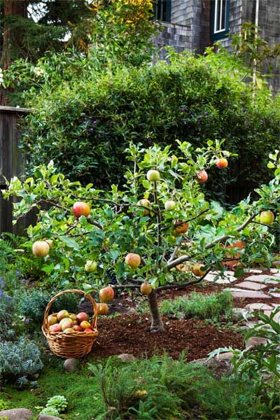 See our ingenious pruning method for growing an orchard in a small backyard. Shown: Kept small with timed pruning, this 'Fuji' apple tree stands about 4 feet high and wide and produces an ample crop of full-size fruits. Fruit Trees Backyard, Fruit Growing, Backyard Trees, Growing Fruit Trees, Potager Garden, Edible Landscaping, Fruit Garden, Vegetable Gardening, Garden Trees