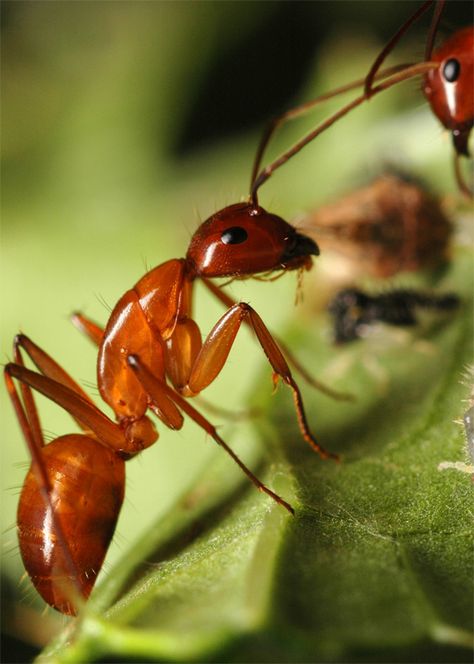 Ant Photo Macro Photography, Ant Macro Photography, Insect Reference Photos, Ant Picture, Ant Photo, Farm Tattoo, Ant Bites, Animal Infographic, Ant Species