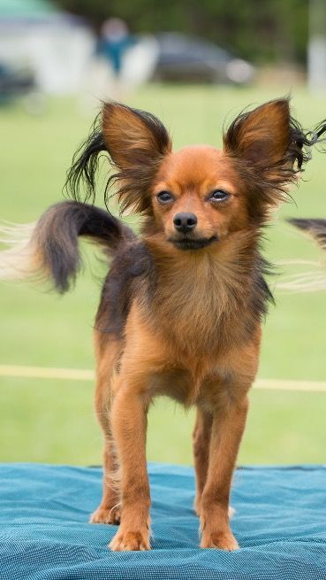 Showcasing the pure breed dogs of Australia. Russian Toy Dog, Russkiy Toy, Russian Toy Terrier, Toy Terrier, Pure Breed Dogs, Unique Dog Breeds, Disabled Dog, King Von, Papillon Dog