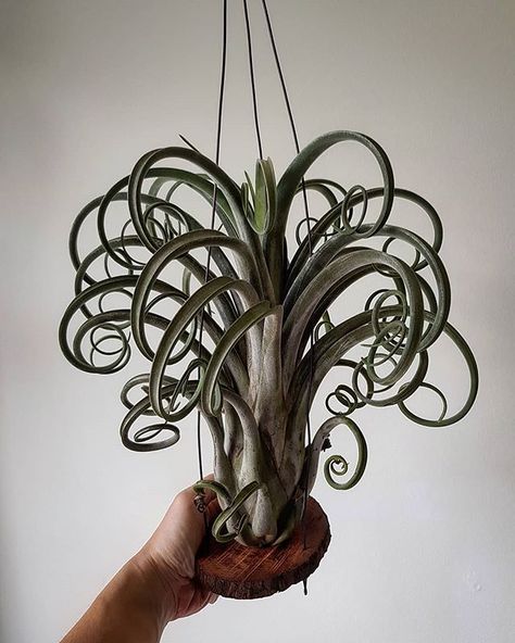 How Big Do Air Plants Grow? Big Air Plants, Tillandsia Ideas, Air Plant Display Ideas, Air Plant Art, Tillandsia Display, Tillandsia Terrarium, Types Of Air Plants, Air Plants Diy, Air Plant Garden