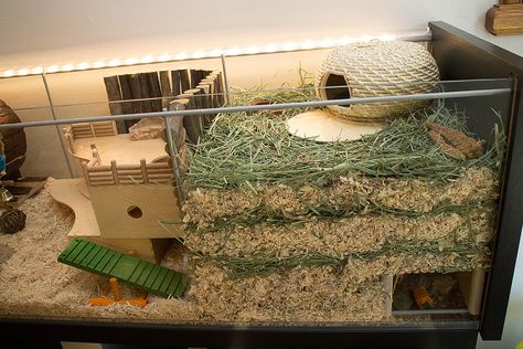 https://flic.kr/p/nVibZ6 | Right - deep substrate burrowing area | Deep burrowing substrate area + subterranean chamber Rat Enrichment, Hamster Terrarium, Pet Diys, Teddy Hamster, Hamster Cage Ideas, Hamster Tank, Diy Hamster Toys, Hamster Enclosure, Hamster Diy Cage