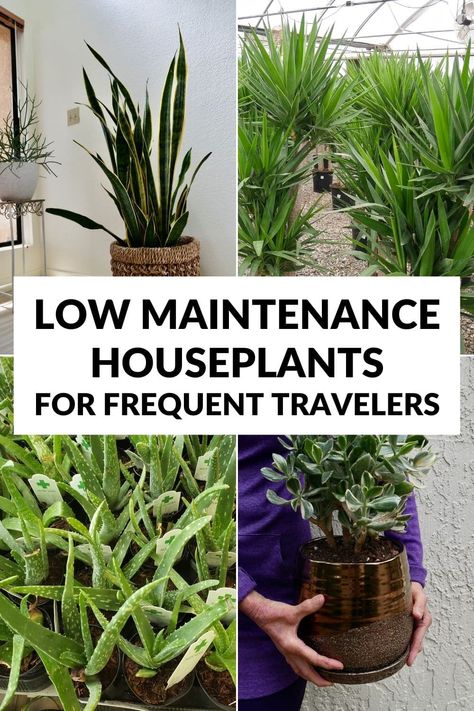 Low Water Plants Indoor, Plants That Don’t Need Much Water, Easiest Indoor Plants To Keep Alive, Water Plants Outdoor, Plants Good For Cats, Low Maintenance House Plants, Water Plants Indoor, Jade Plant Care, Desert Gardening