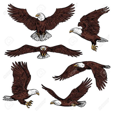 Bald Eagle Drawing, Eagle Drawing Easy, Eagle Tattoo Forearm, Predatory Birds, Bald Eagle Photography, Bald Eagle Pictures, Eagle Sketch, Bald Eagle Tattoos, Eagle Craft