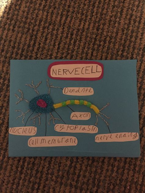 Nerve cell model Nerve Cell Model, Cell Model, Nerve Cell, Drawings Simple, Nerve, Art Drawings Simple, Art Drawings, Drawings, Quick Saves