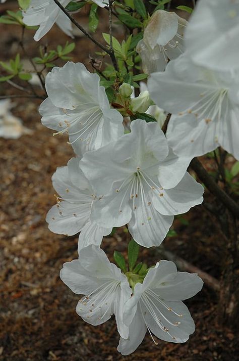 Low Maintenance Shrubs, White Azalea, Azalea Flower, Organic Soil, Peat Moss, Evergreen Shrubs, Irish Cream, Moon Flower, Landscaping Plants