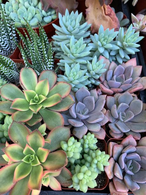 Aesthetic Succulents, Succulent Aesthetic, Succulents Aesthetic, Succulent Pictures, Suculentas Ideas, Shoebox Project, Cute Succulents, Cool Succulents, Party Favor Gifts