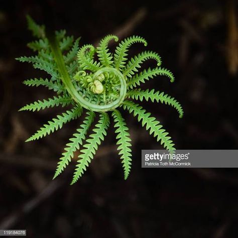 World's Best Spiral Fern Stock Pictures, Photos, and Images - Getty Images Fern Images, Spirals In Nature, Spiral Tattoos, Fern Tattoo, Geometry In Nature, Fern Frond, Spiral Shape, Plant Photography, Green Nature