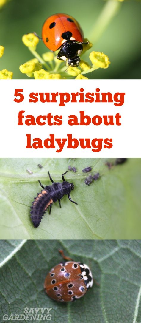 If you think you already know everything about these beneficial insects, here are five facts that will surprise you. Garden Beds Layout, Raised Garden Beds Layout, Ladybug Coloring Page, Gardening For Dummies, Secret Garden Book, Garden Bed Layout, Ladybug Garden, Garden Bugs, Garden Calendar