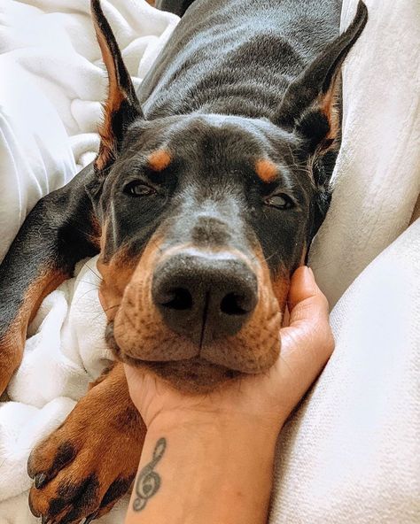 14 Delightful Facts About Doberman Pinschers Phteven Dog, Perro Doberman Pinscher, Velcí Psi, Caine Husky, Doberman Puppies, Bloodhound Dogs, Mini Pinscher, Doberman Pinscher Dog, Psy I Szczenięta