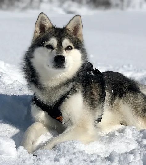 ABOUT AKKCOA | Alaskan Klee Kai Club of America Alaskan Klee Kai, American Kennel Club, Dog Show, Little Dogs, Dog Breeds, Pure Products, History, Dogs, Animals