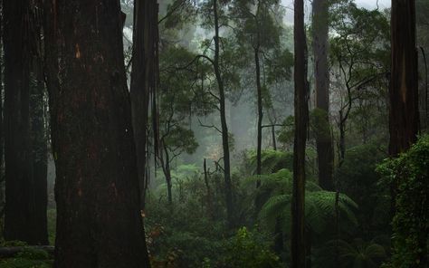 Old forest concept Nature Desktop Wallpaper, Ed Wallpaper, Rainy Wallpaper, Computer Wallpaper Hd, Grey Forest, Nature Desktop, Desktop Wallpaper Macbook, Dark Forest Aesthetic, Dark Green Wallpaper