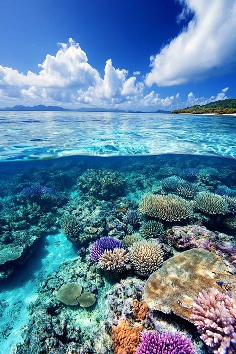 "🐠🌊 Dive into adventure with snorkeling in the Great Barrier Reef! Discover vibrant marine life, colorful coral, and underwater wonders. Swipe through our images for a peek into this amazing underwater world! 🌟🏝️ #GreatBarrierReef #SnorkelingAdventure #AustraliaTravel" Coral Ocean Aesthetic, Australia Great Barrier Reef, Coral Reef Aesthetic, Underwater Snorkeling, Great Barrier Reef Australia, Aquarium Live Wallpaper, Aquarium Architecture, Barrier Reef Australia, Australian Continent