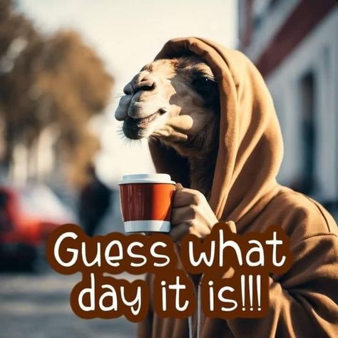 Camel - Guess What Day It Is good morning wednesday hump day humpday hump day camel wednesday quotes humpday quotes good morning wednesday cute wednesday quotes Humpday Coffee Humor, Funny Wednesday Quotes, Wednesday Sayings, Funny Wednesday, Happy Wednesday Pictures, Hump Day Quotes, Wednesday Morning Quotes, Hump Day Humor, Thursday Humor